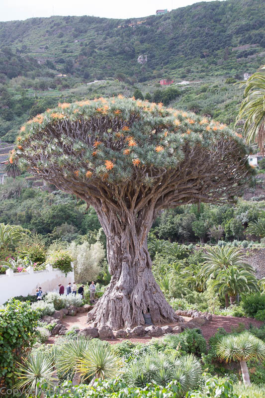 Icod de los Vinos, 600jähriger Drachenbaum
